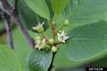 Alder buckthorn